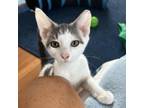 Adopt Milo a American Shorthair