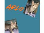 Adopt Arlo a Domestic Short Hair