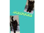 Adopt Pentel a Domestic Medium Hair