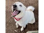 Adopt FLORENCE a Siberian Husky