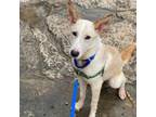 Adopt FAIRY a Labrador Retriever, Golden Retriever
