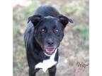 Adopt Annabel a Black Labrador Retriever, Mixed Breed