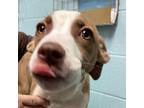 Adopt Sinclaire a American Staffordshire Terrier