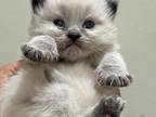 Himalayan Persians