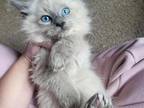 Ragdoll Blue Point