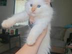 Ragdoll Flame Point Baby