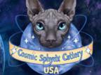 Cosmic Sphynx Cattery Chicago IL 1