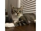 Adopt Phoebe a Domestic Short Hair
