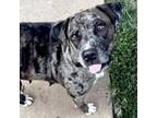 Adopt Louisa a Catahoula Leopard Dog