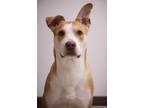 Adopt Jessie a Shepherd, Labrador Retriever