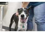 Adopt Bella (Candycane) a Mountain Cur