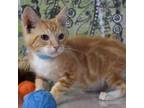 Adopt sylvester a Devon Rex