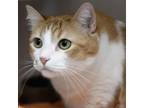 Adopt Calypso a Domestic Short Hair
