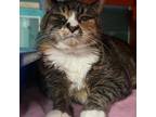 Adopt Beatrice a Domestic Short Hair