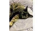 Adopt La Chona a Domestic Short Hair