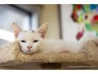 Adopt Sakura a Turkish Van, Domestic Medium Hair