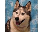 Adopt Puppup a Siberian Husky