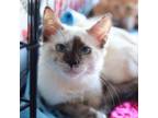 Adopt Sarah a Siamese, Domestic Medium Hair