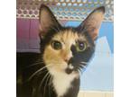 Adopt Devin a Domestic Short Hair
