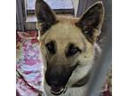 Adopt Gemma a German Shepherd Dog