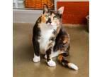 Adopt Asuka (bonded with Bianca) a Domestic Short Hair