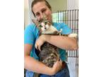 Adopt Marlowe (FCID# 06/20/2024 - 73 Trainer) a Tabby