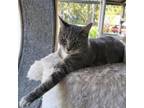 Adopt Aubrey 25997 a Domestic Short Hair