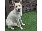 Adopt Crystal a Husky