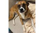 Adopt McKenzie a Boxer, Hound