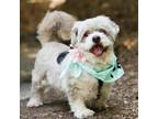 Adopt Rose 20354 a Shih Tzu, Mixed Breed