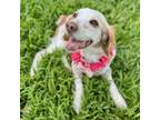 Adopt Molly a Brittany Spaniel