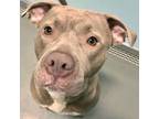 Adopt Layah a Pit Bull Terrier