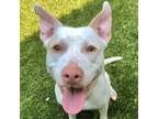 Adopt Kirby a Bull Terrier