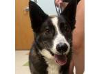 Adopt Belle a Border Collie, Alaskan Malamute