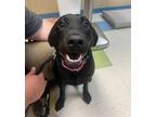 Adopt Coco a Labrador Retriever