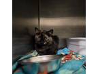 Adopt Tau a Domestic Short Hair