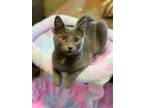 Adopt Reba a Domestic Short Hair