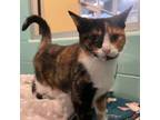 Adopt Sprinkles a Domestic Short Hair