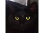 Adopt Luci (Topaz) a Domestic Short Hair