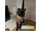 Adopt Sheba a Domestic Short Hair