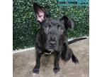 Adopt Dora a American Staffordshire Terrier