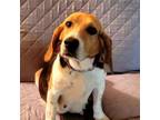 Adopt Honey a Beagle