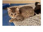 Adopt Fern a Domestic Short Hair, Tabby