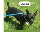 Adopt Lainey a Labrador Retriever