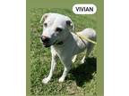 Adopt Vivian a Labrador Retriever
