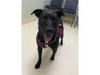 Adopt Addie a Mixed Breed