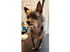 Adopt Cookie a Cairn Terrier