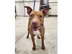 Adopt Strawberry a Pit Bull Terrier