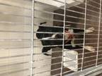 Adopt Junie a Terrier