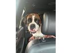 Adopt Juliette a Boxer